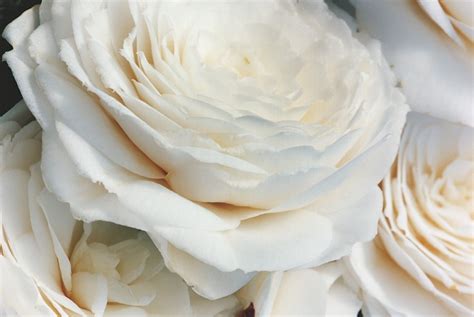 chanel white camellias.